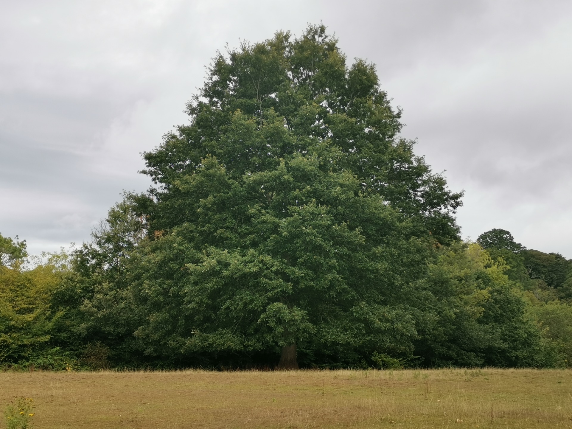 Stress zeigt uns, wo etwas in unserem Leben wertvoll ist – und Schutz braucht.